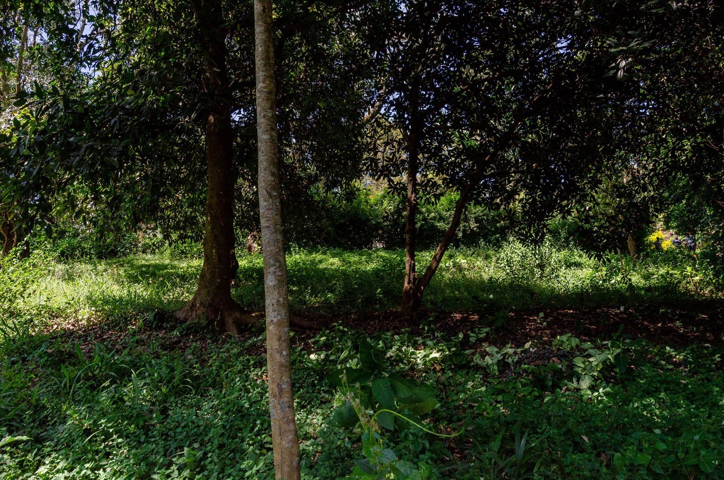 Land for sale in muthaiga 2